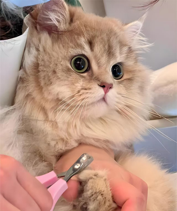 Táirgí grúmaeireachta cat: Do Kitty a choinneáil glan agus compordach