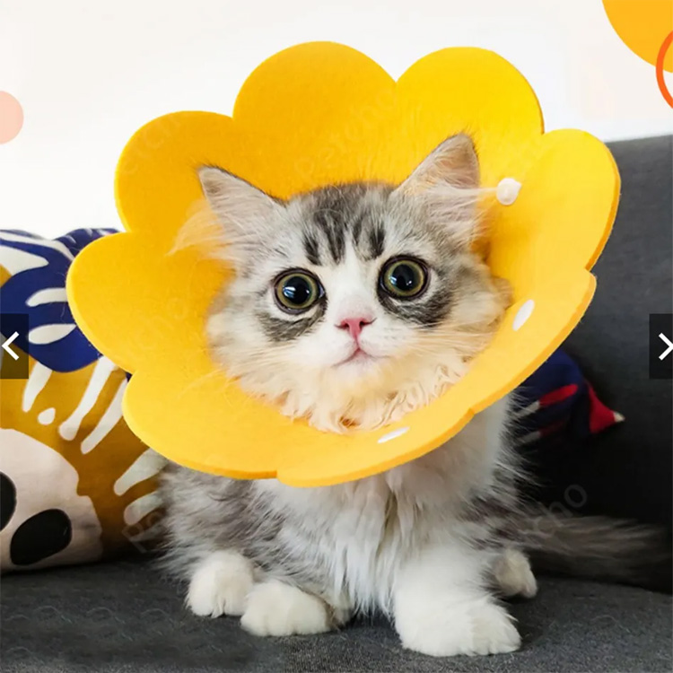 Pet Cone Bhraith Elizabeth collar cat aisghabhála cosanta Elizabeth